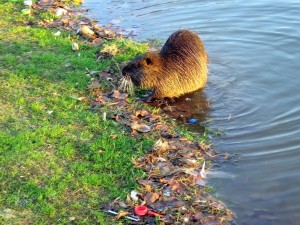 Семейство Нутриевые — Myосastоridае