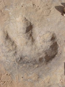 следы динозавра