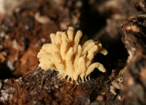 Отдел Слизевики – Myxomocota