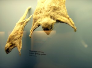 Семейство Летяги