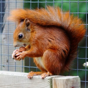 Азиатские Летяги-Pteromys G. Curvir