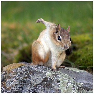 Азиатский бурундук (Eu tain ias sibiricus Laxmann)