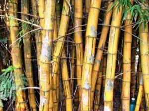 Высшие споровые растения