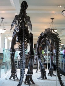 Естественно-исторический музей