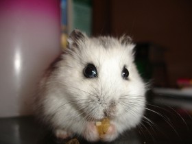 Хомячок Пржевальского