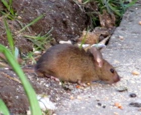 Азиатская лесная мышь