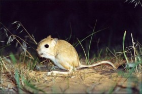 Малый тушканчик