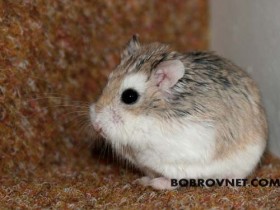 Трехпалый карликовый тушканчик 