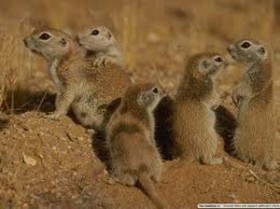 Трехпалый карликовый тушканчик 