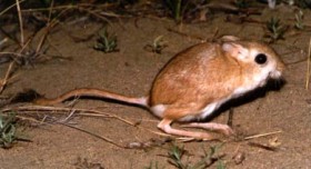 Тушканчик Северцова