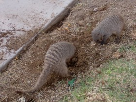 Яванский мангуст