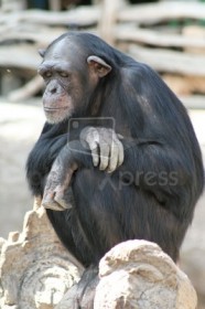 Шимпанзе