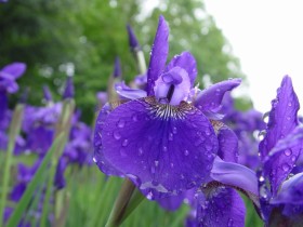 Ирис мечевидный