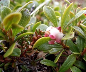 Толокнянка