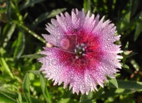 Гвоздика Фишера