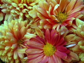 Корейская хризантема