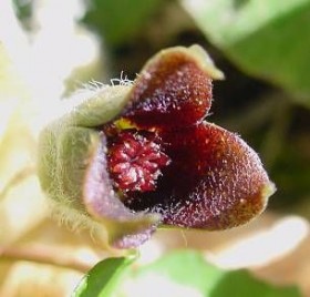 Копытень европейский