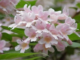 Кольквиция