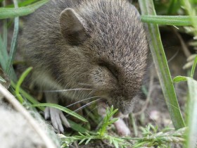 Полевая мышь