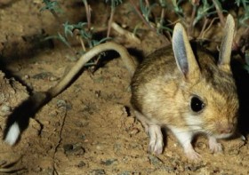 Толстохвостый тушканчик 