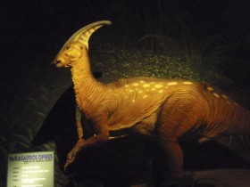 Паразауролоф