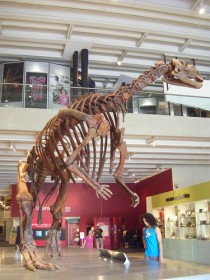 Муттабуразавр