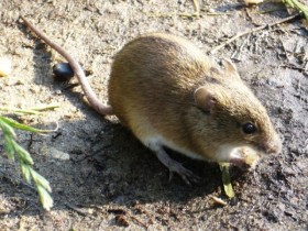 Обыкновенная лесная мышь