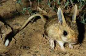 Тушканчик Лихтенштейна