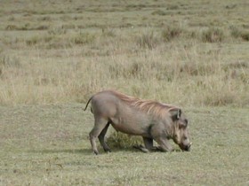 Бородавочник