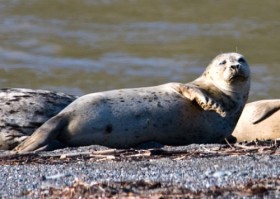 Серый тюлень