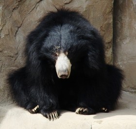 Медведь-губач