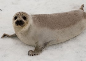 Морской котик