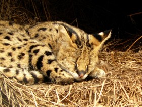 Камышовый кот