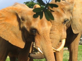 Африканский слон