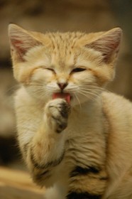 Барханная кошка