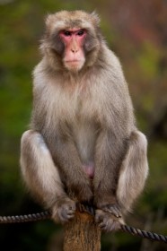 Японский макак