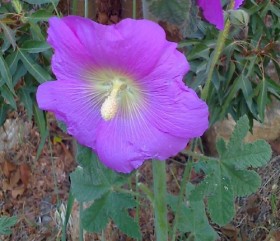 Шток-роза розовая