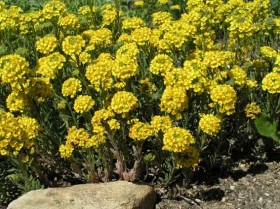 Алиссум Гмелина 