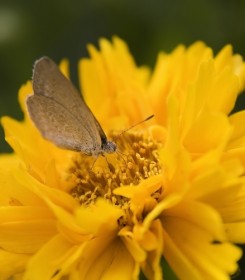 Кореопсис ланцетовидный