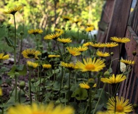 Алтайский дороникум