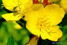 Энотера бесстебельная