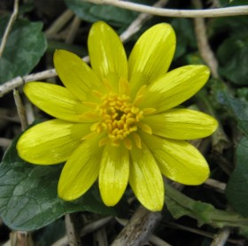 Чистяк весенний