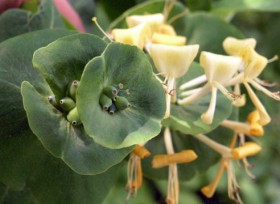 Жимолость каприфоль