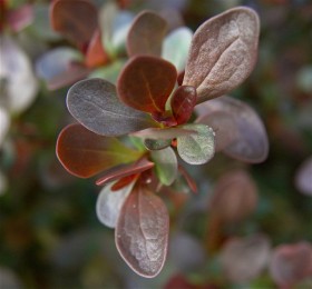 Барбарис Тунберга