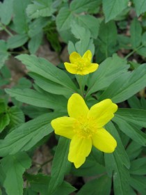 Ветреница лютичная