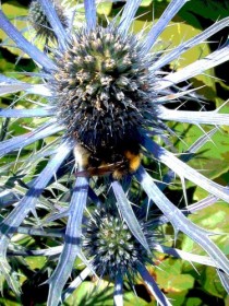 Синеголовник