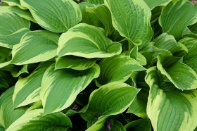 Хоста прямолистая