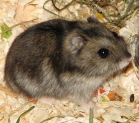 Серый хомяк