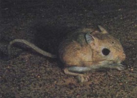 Мохноногий тушканчик