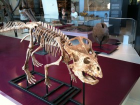 Protoceratops